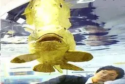 ماهی شگفت‌انگیز با بدنی از جنس طلای ۲۴ عیار/ تصاویر