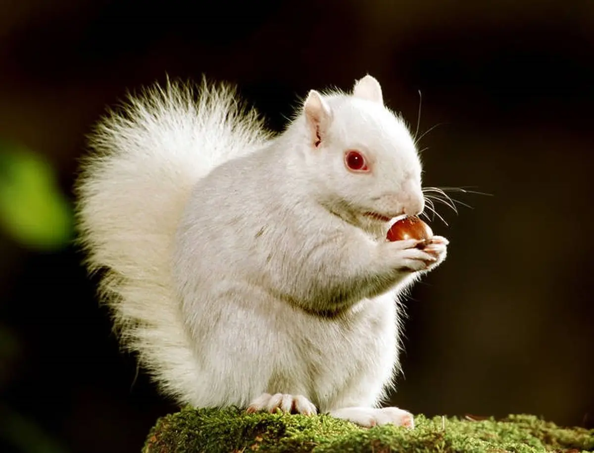 حیوانات سفید پوست/ عکس