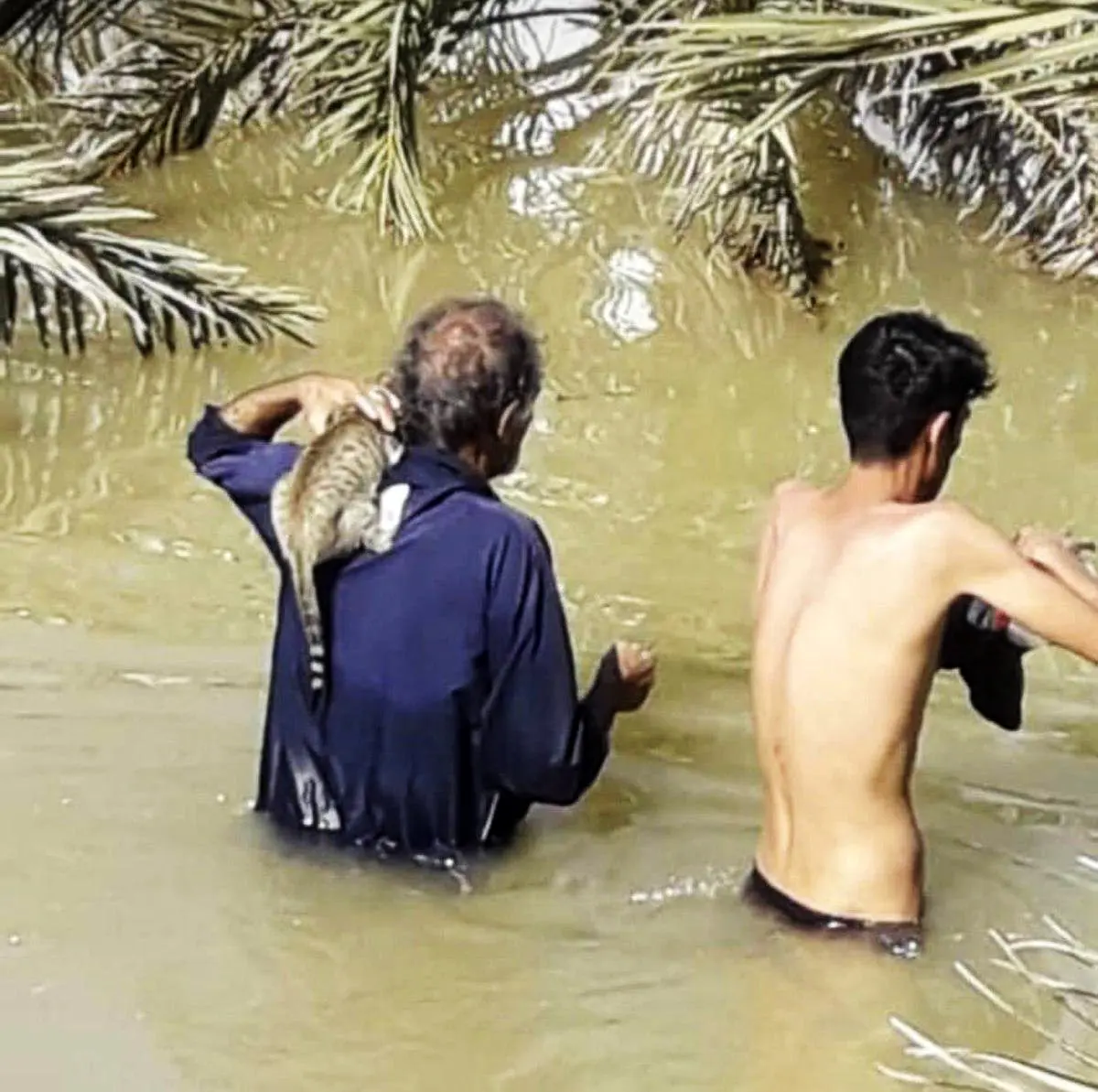 عکس / نجات یک گربه توسط یکی از اهالی کوت عبدالله