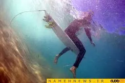 هشدار! خطر برخورد با کوسه+تصاویر