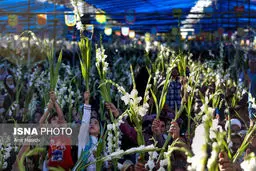 تصاویر زیبا از گلباران حرم رضوی