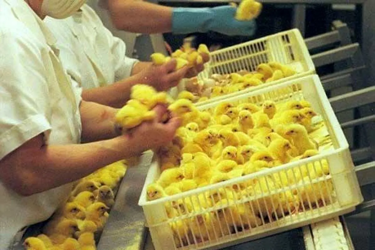 یکی از پردرآمدترین شغل ها را بشناسید+عکس