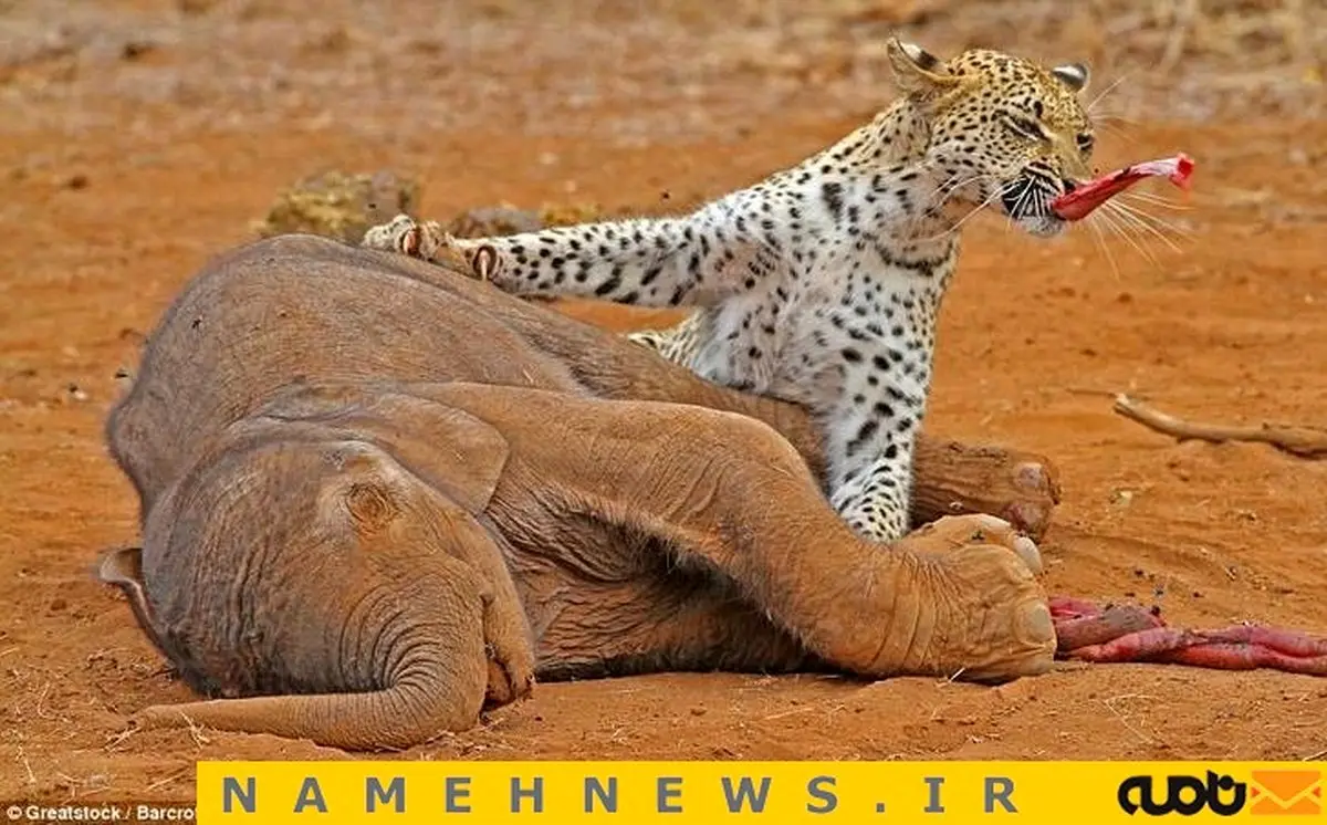 جدال بین  مرگ و زندگی در حیات وحش / تصاویر