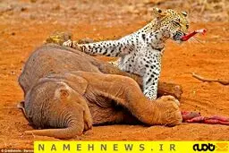 جدال بین  مرگ و زندگی در حیات وحش / تصاویر
