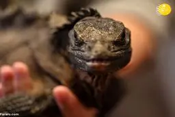 تصاویر عجیب از کافه دیدنی حیوانات وحشی در چین