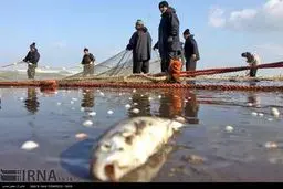 حاشیه‌های صید ماهیان استخوانی در استان گیلان/تصاویر