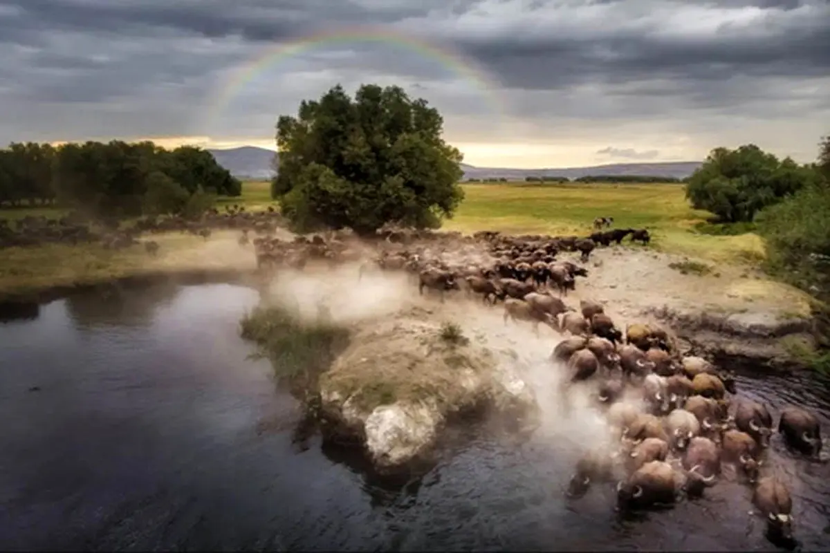 عبور گله بوفالو در ترکیه