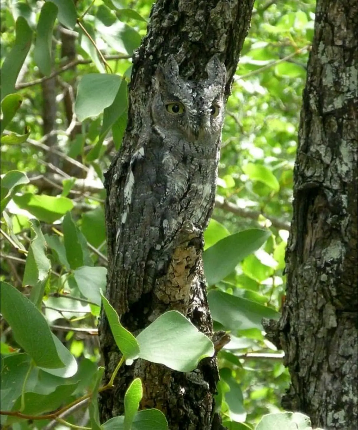 استتار به این میگن / عکس