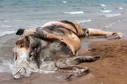 به گل نشستن لاشه نهنگ در قشم/ عکس