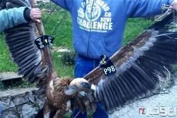 به دام افتادن جاسوس اسرائیلی در لبنان/ عکس