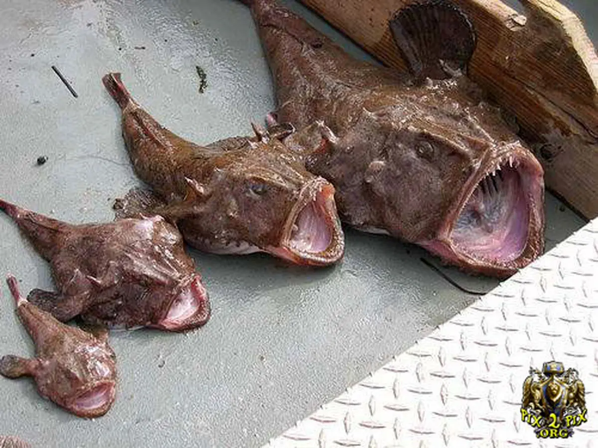 عكسهایی از عجیب و غریب ترین ماهیهای صید شده / تصاویر