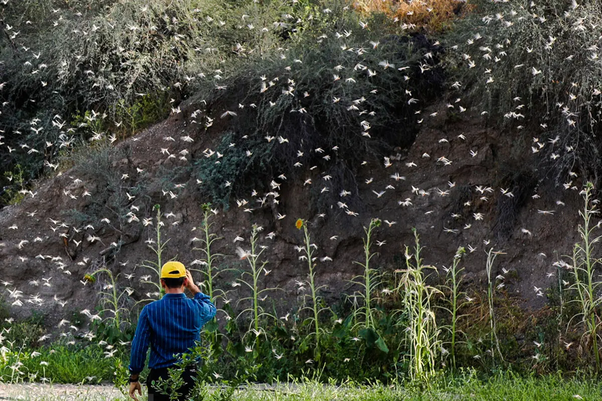 تصاویر/ حمله ملخ‌ها به دهستان برنطین استان هرمزگان
