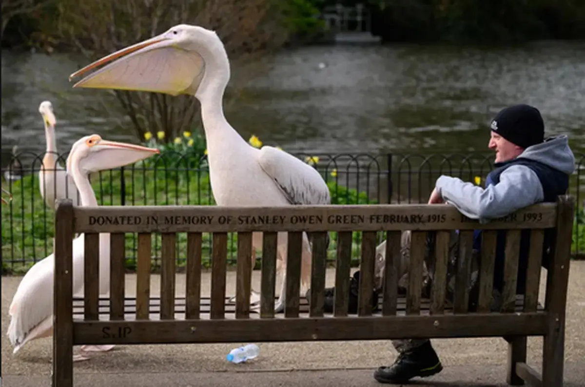 عکسی زیبا از پلیکان‌های پارکی در لندن