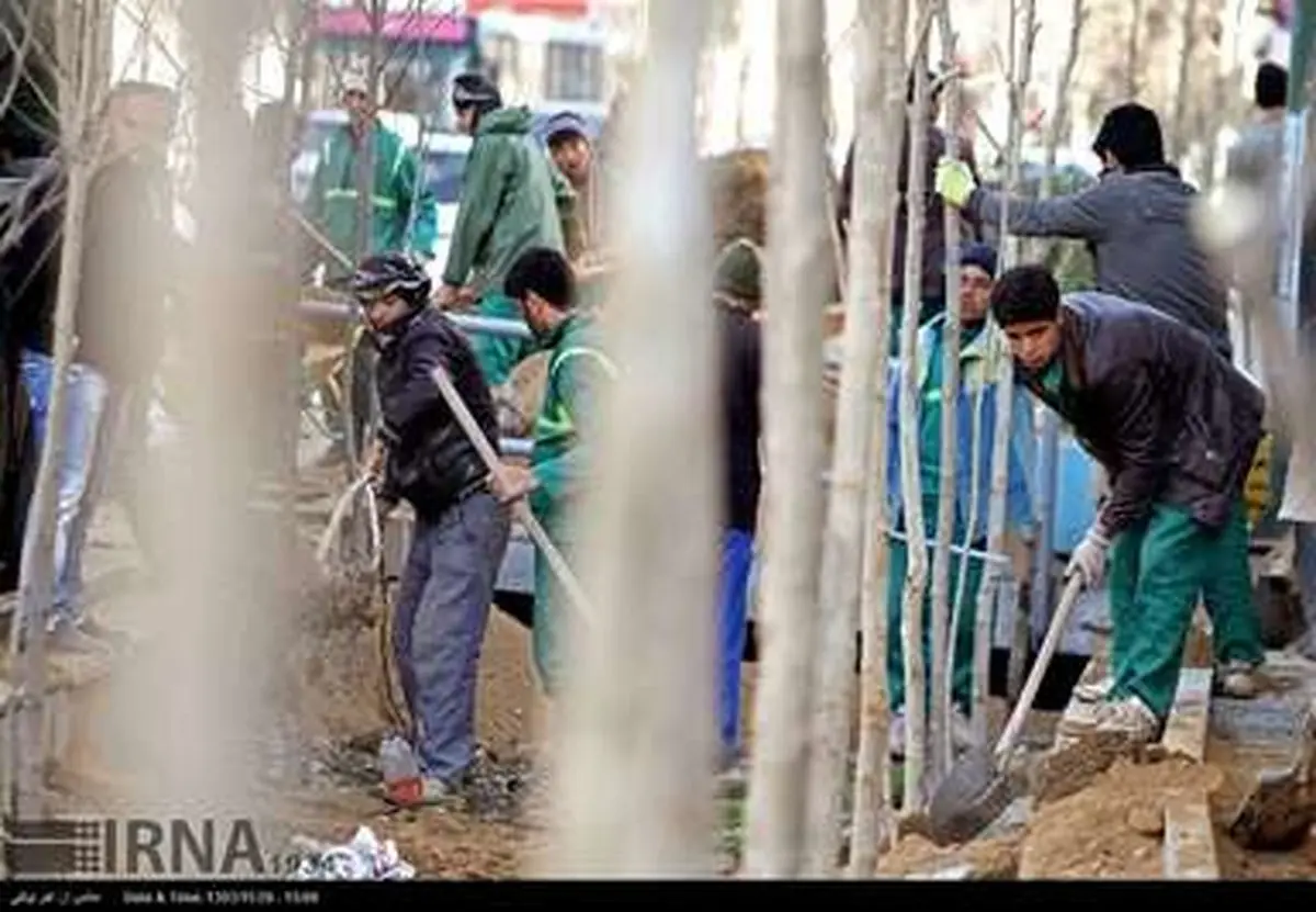 کاشت حدود 2000 درخت چنار در حاشیه خیابان ولی عصر(عج)/تصاویر