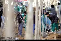 کاشت حدود 2000 درخت چنار در حاشیه خیابان ولی عصر(عج)/تصاویر