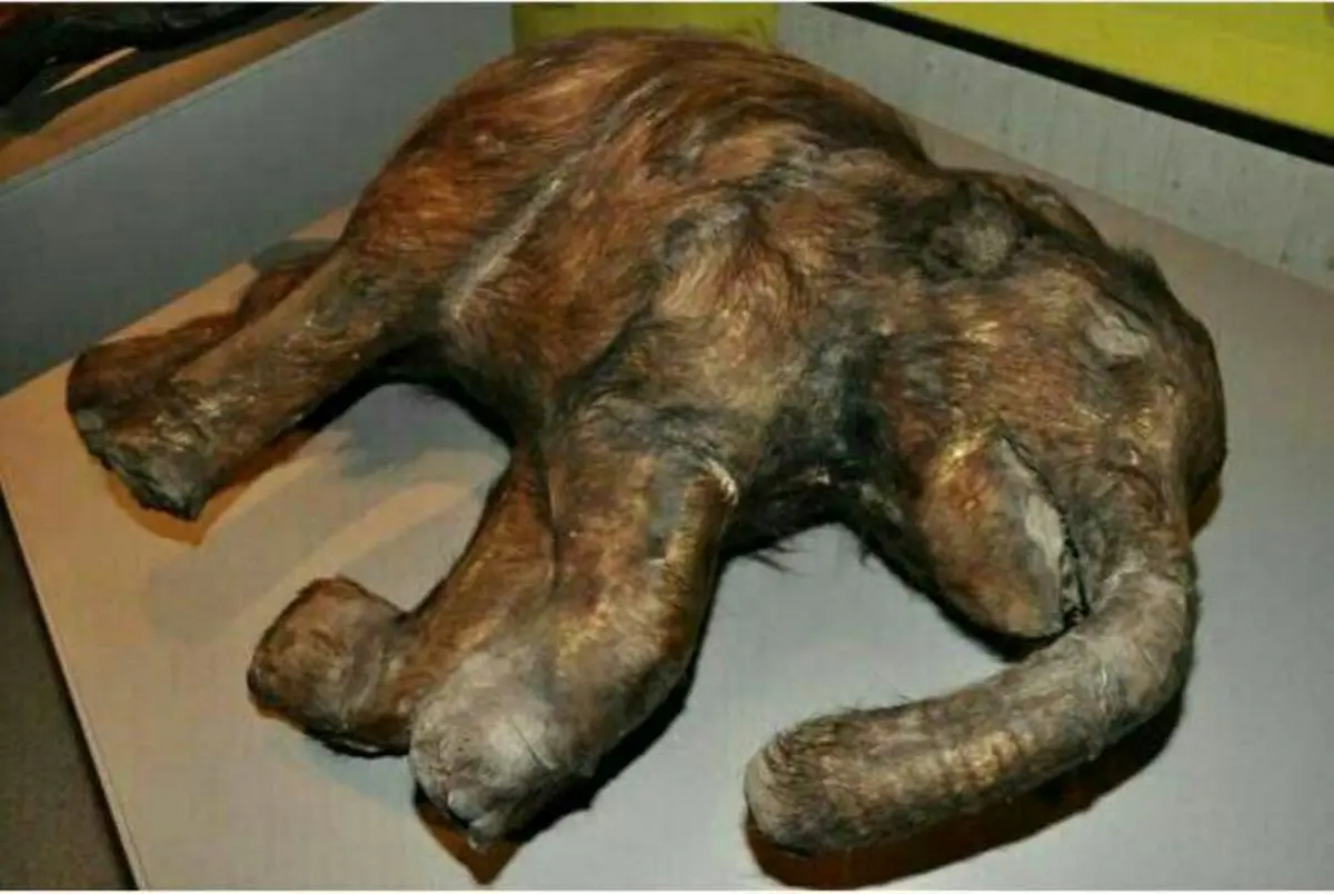 كشف شگفت انگيز يك بچه ماموت ٤٢ هزار ساله از عصر يخبندان/عکس