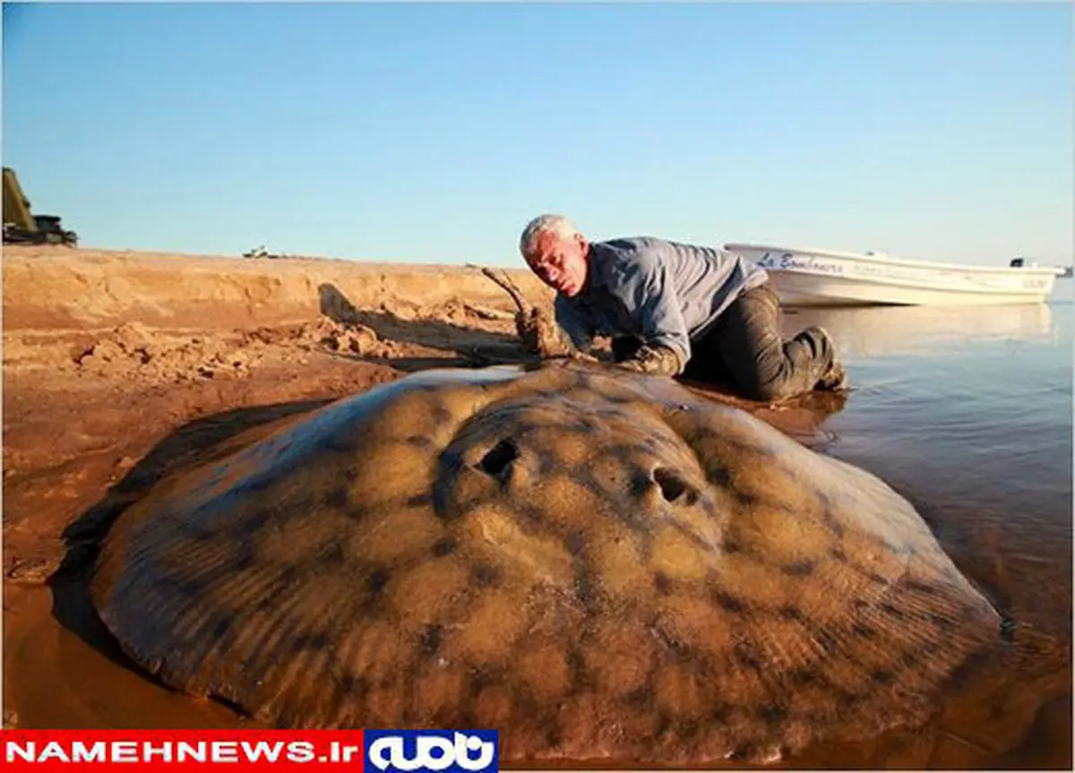 تصویر دیدنی از شگفت انگیزترین هیولای رودخانه ها