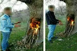دستگیری 2 نفر به جرم آتش‌زدن درخت در مازندران+ عکس
