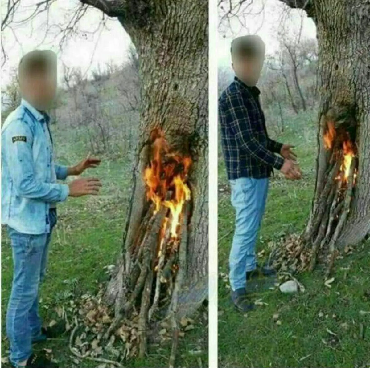 دستگیری 2 نفر به جرم آتش‌زدن درخت در مازندران+ عکس