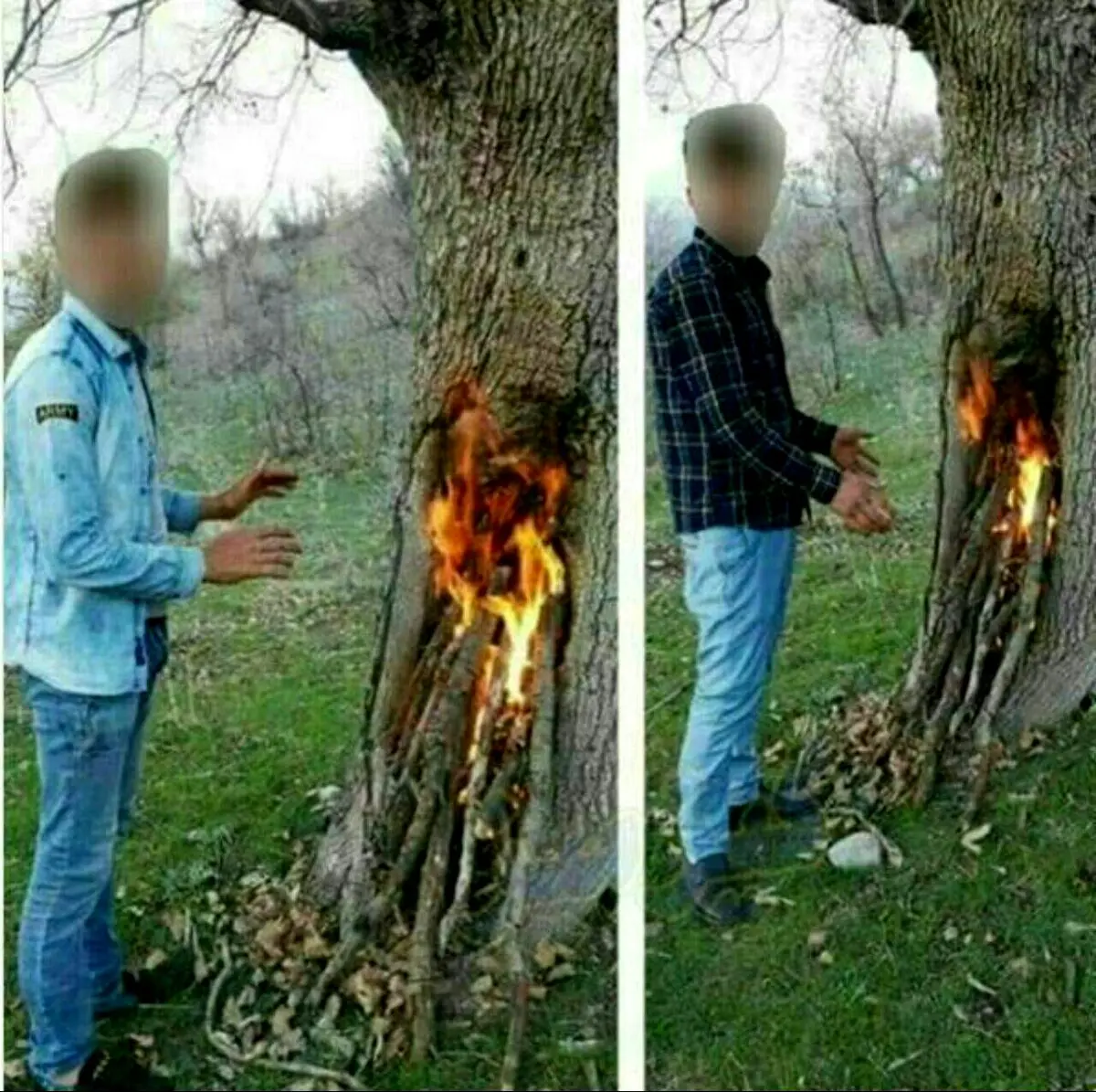 دستگیری 2 نفر به جرم آتش‌زدن درخت در مازندران+ عکس