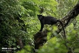 تصاویری از برترین عکس‌های سال استرالیا/ تصاویر