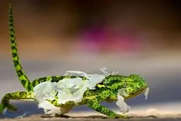 لحظه دیدنی از پوست انداختن مارمولک / عکس