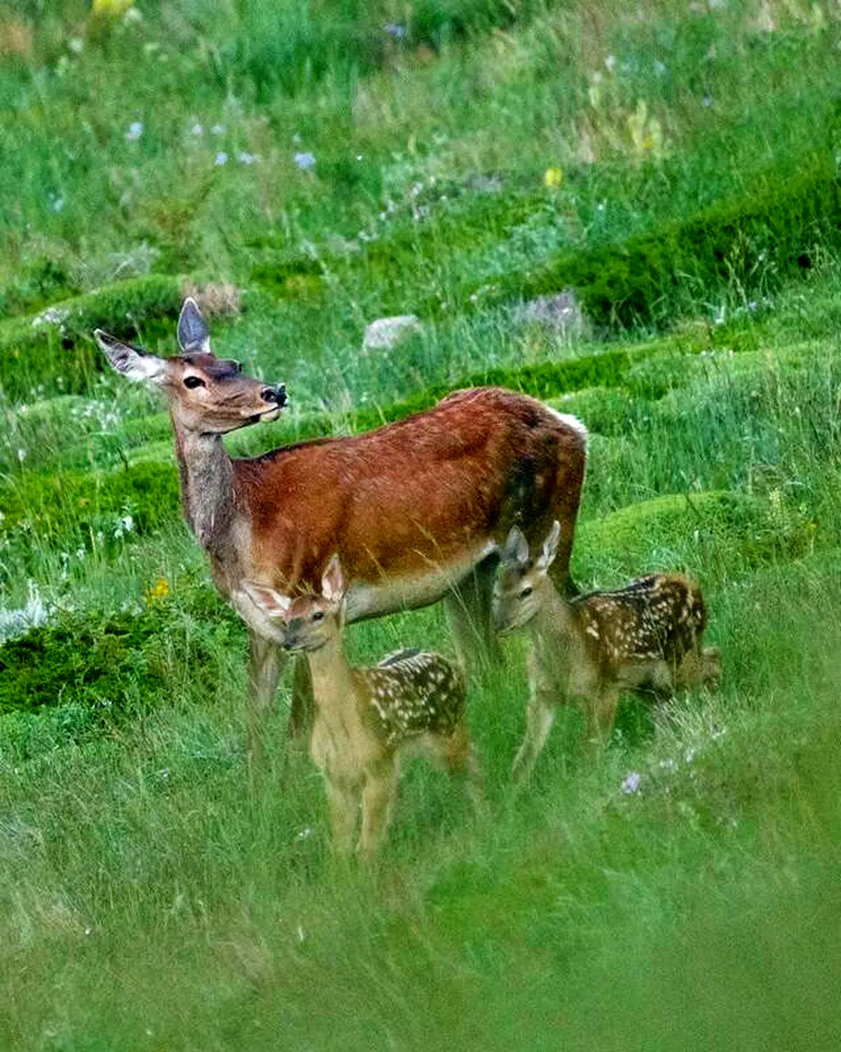 گوزن‌ مازندران