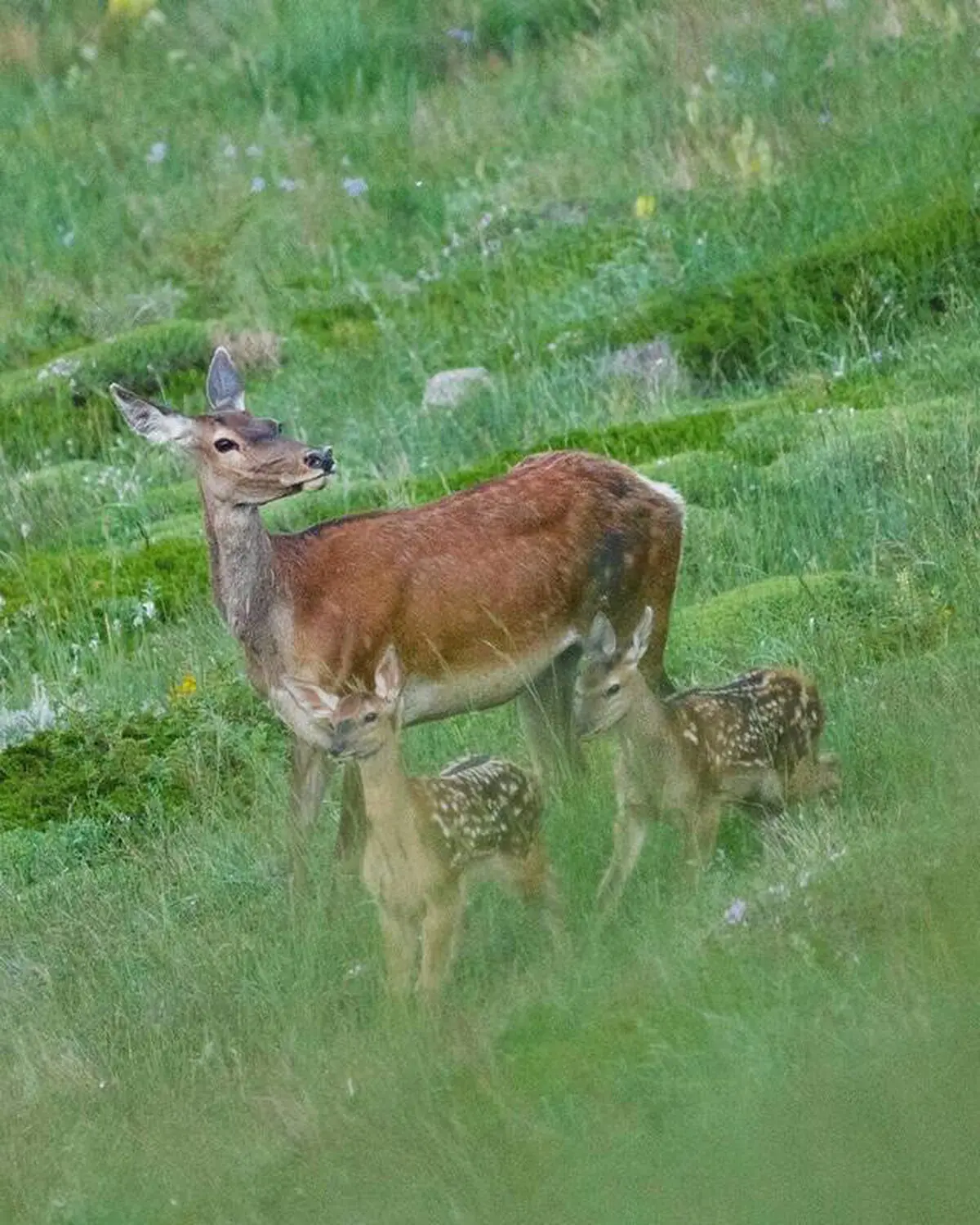 گوزن‌ مازندران