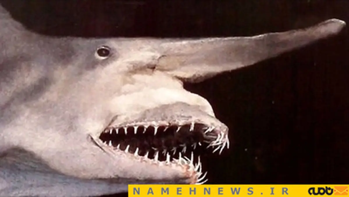 10 حیوان عجیب دریایی/ تصاویر