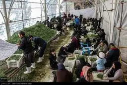 آماده سازی پخت آش 80 هزار کیلویی در شیراز/تصاویر