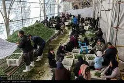 آماده سازی پخت آش 80 هزار کیلویی در شیراز/تصاویر