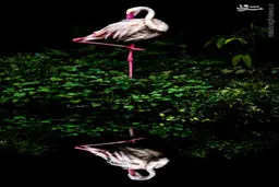 عکس/ برترین‌های مسابقه عکاسی سونی