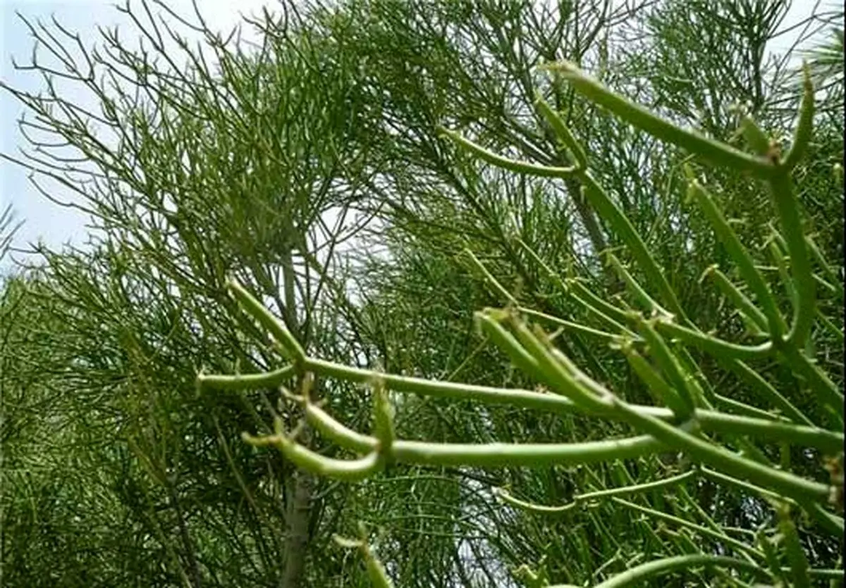 درختی که نفت تولید می‌کند/عکس