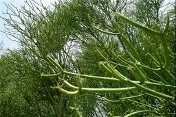 درختی که نفت تولید می‌کند/عکس