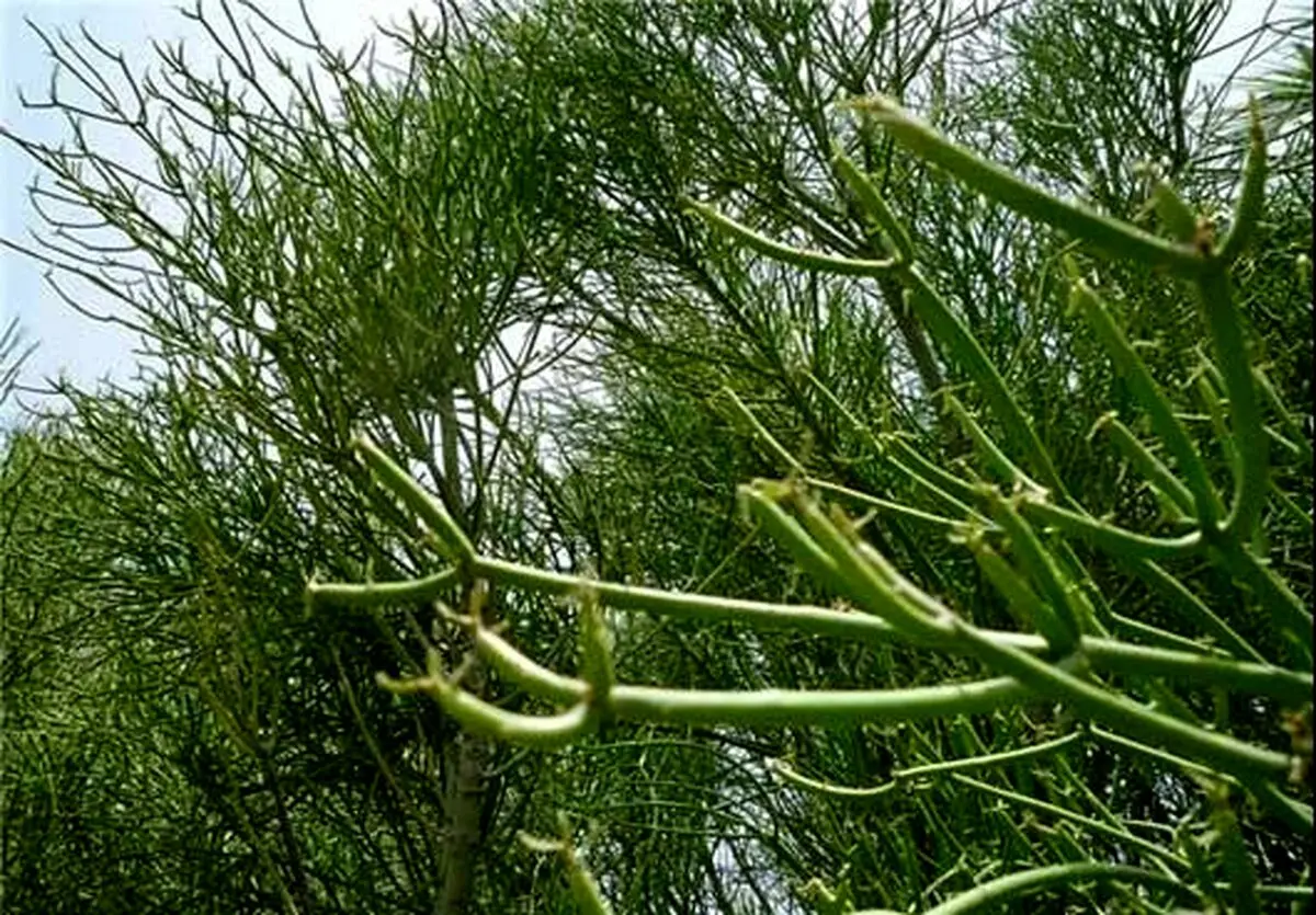 درختی که نفت تولید می‌کند/عکس