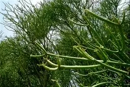درختی که نفت تولید می‌کند/عکس