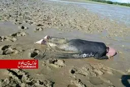 تصویری دردناک از پیکر بی‌جان مسلمان روهینگیایی در ساحل «رودخانه ناف» بنگلادش