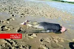 تصویری دردناک از پیکر بی‌جان مسلمان روهینگیایی در ساحل «رودخانه ناف» بنگلادش