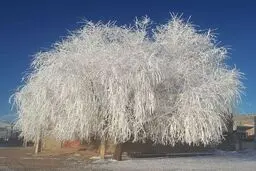 تصویر دیدنی از یخ زدن بید مجنون در لرستان