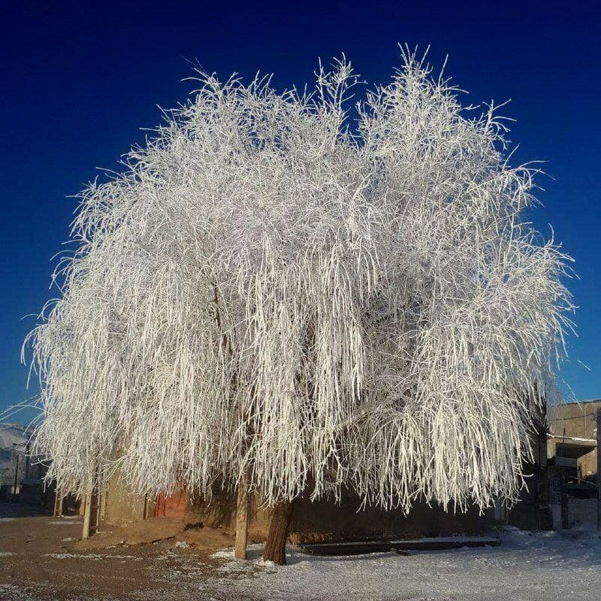 تصویر دیدنی از یخ زدن بید مجنون در لرستان