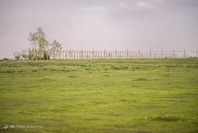 میانکاله