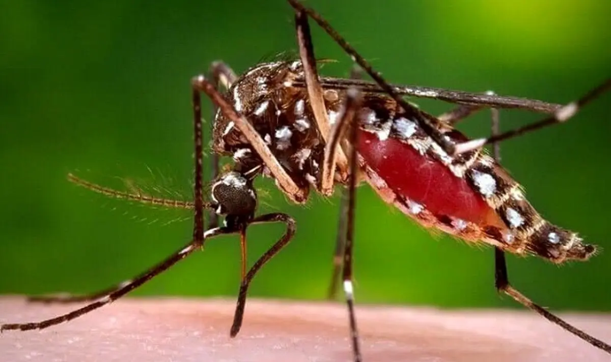 خبر جالب؛ پشه‌ از این رنگ‌ها فرار می‌کند