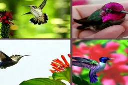 کوچکترین پرنده جهان با طول ۵۷ میلی متر و ۱٫۶ گرم وزن