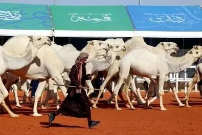 شترسواری