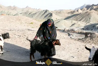 بشاگرد