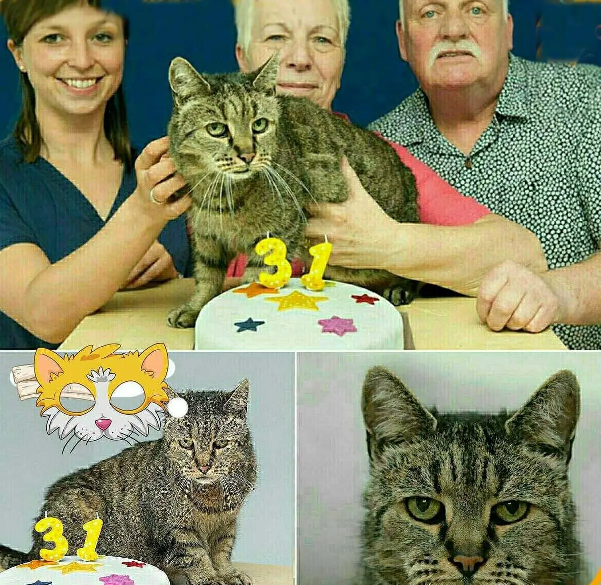 پیرترین گربه جهان ۳۱ ساله شد؛عکس