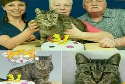 پیرترین گربه جهان ۳۱ ساله شد؛عکس