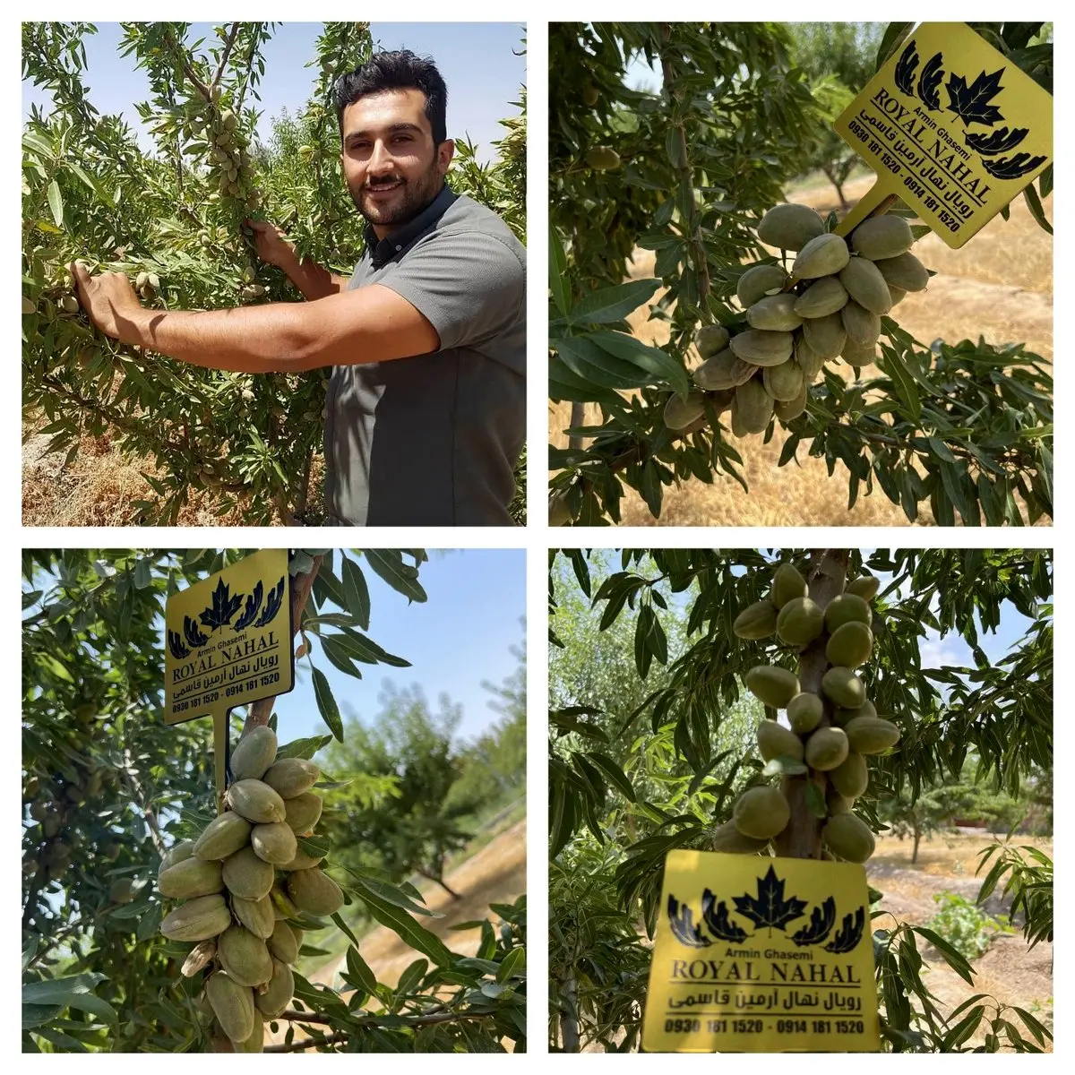 فروش 3 نهال بادام با سودآوری شگفت انگیز: خداحافظی با باغداری سنتی!