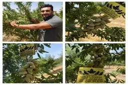 فروش 3 نهال بادام با سودآوری شگفت انگیز: خداحافظی با باغداری سنتی!