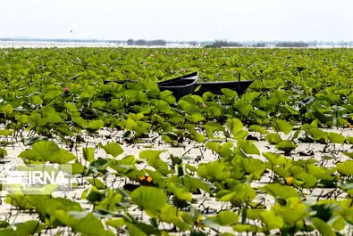 تالاب انزلی